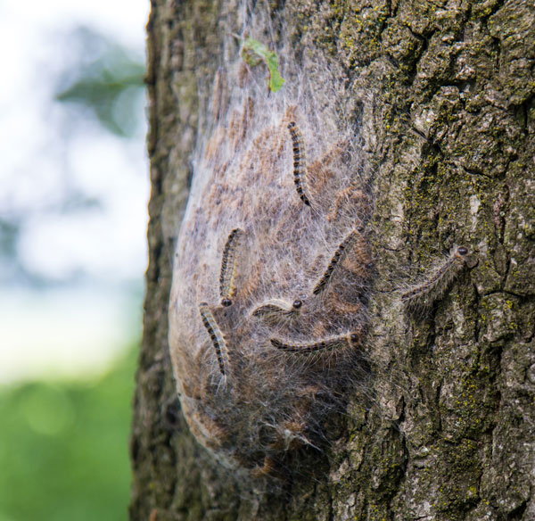 oak processionary moth nest removal in Surrey