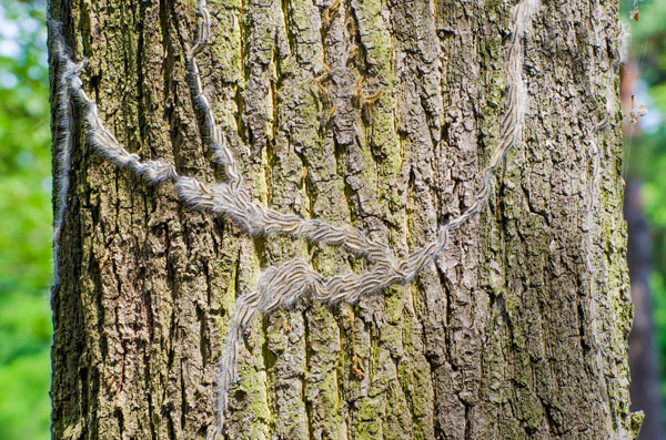 Oak Processionary Moth Treatment