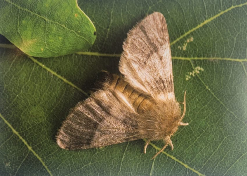 identification of the Oak Processionary Moth (Thaumetopoea processionea)