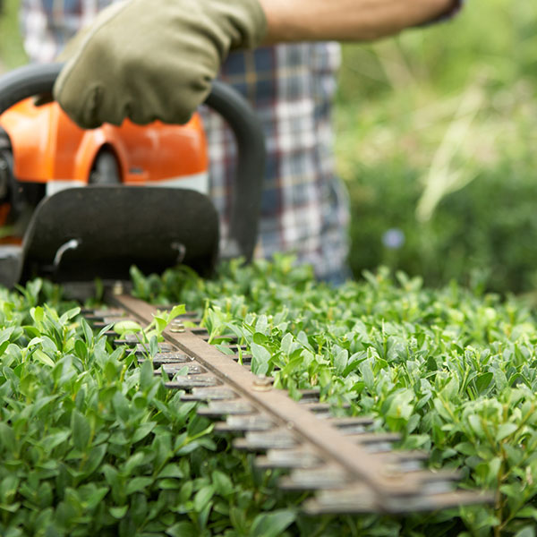 Hedge Cutting & maintenance in Leatherhead