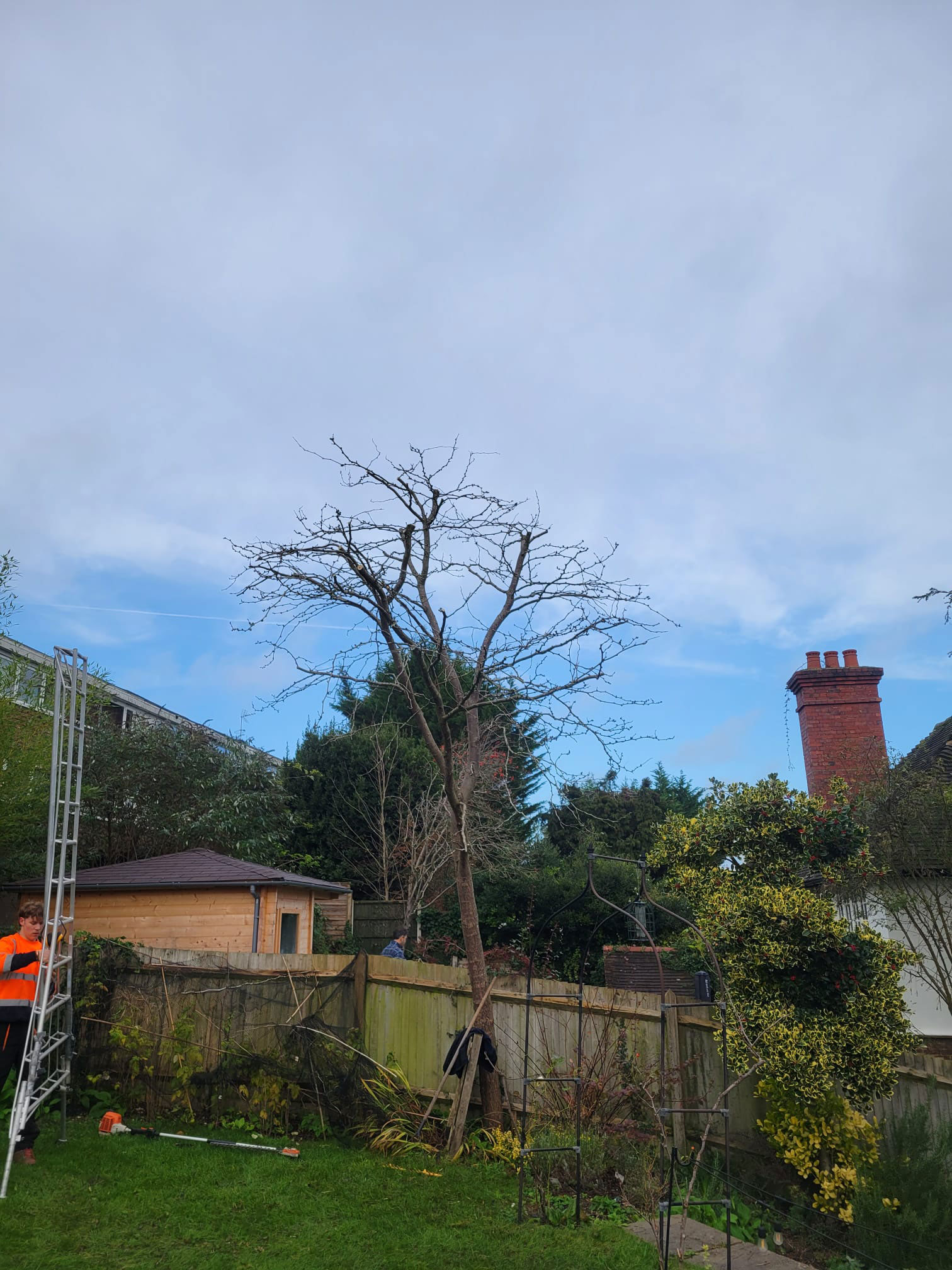 After pruning Honey locust in guildford