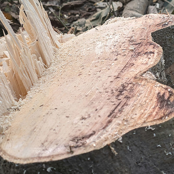 Tree Stump Grinding of ash in Leatherhead, Surrey