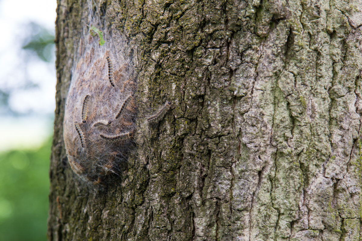 oak processionary moth nest removal