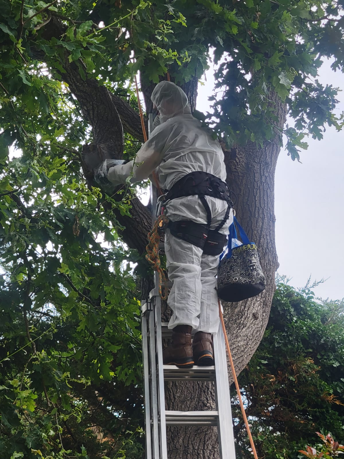 Tree surgeon inspecting Oak Processionary Moth nests from ladder in mature oak tree in Cobham