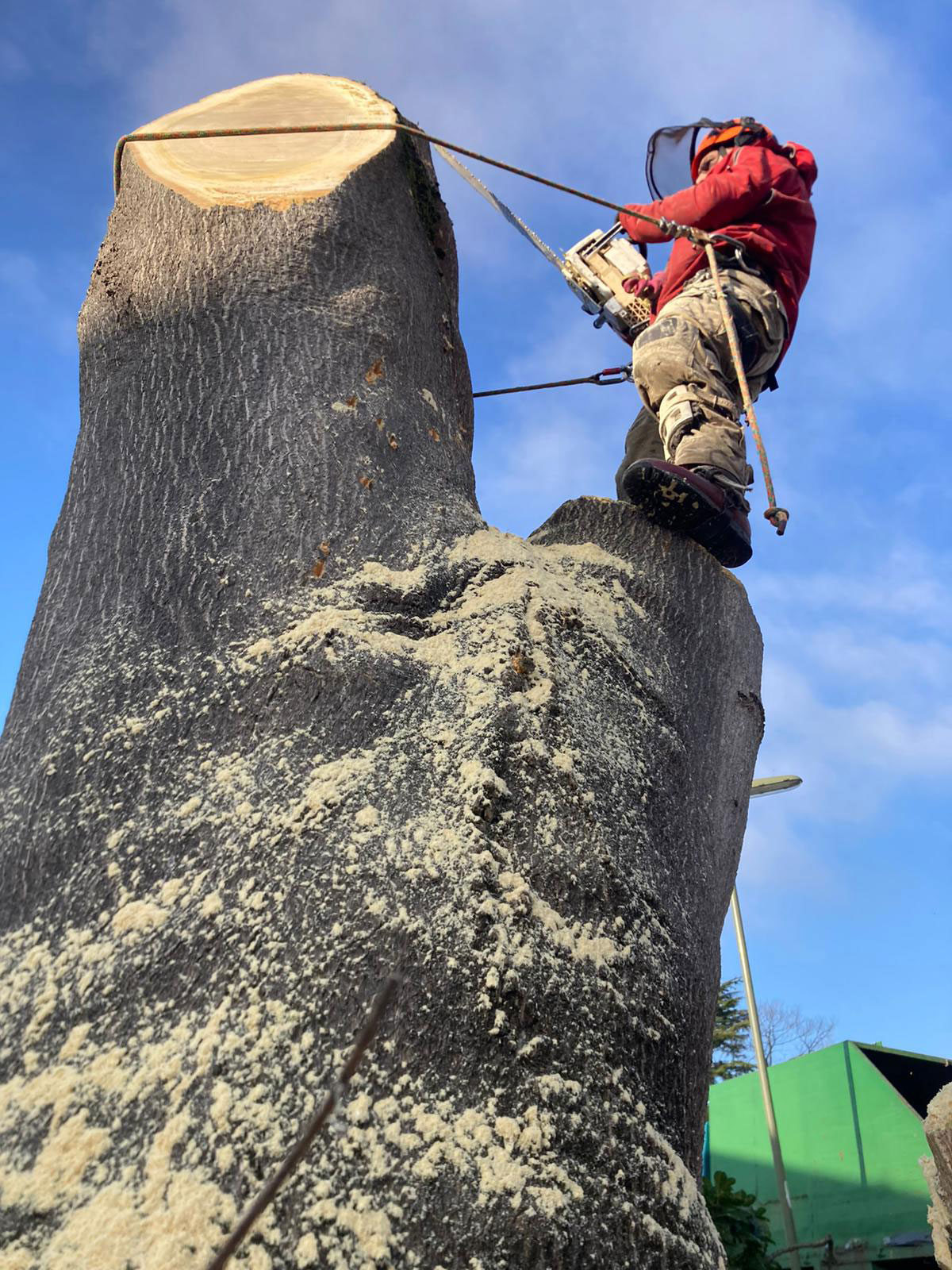 ArborLife Tree Surgeons section-felling a mature Tree of Heaven in Guildford using safe rigging techniques