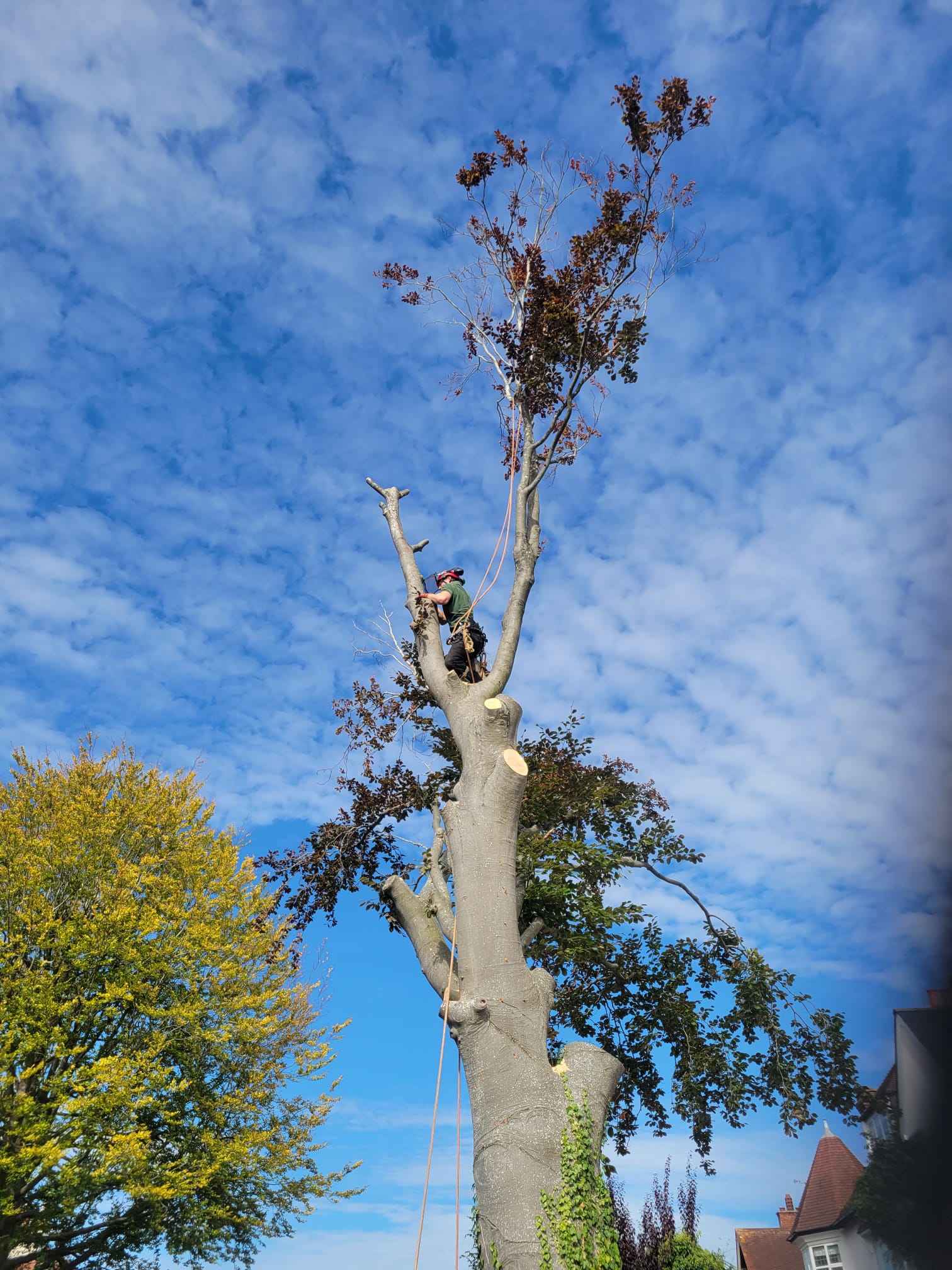 Beech tree in Epsom being section felled