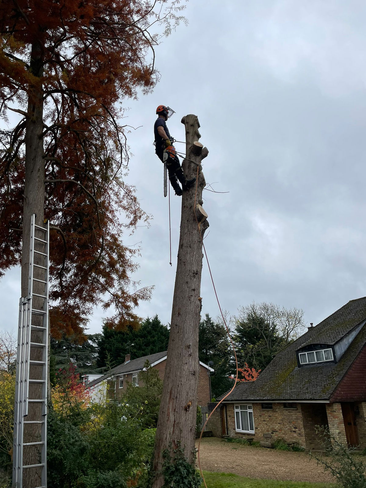 Section Felling Large Conifer in Guildford