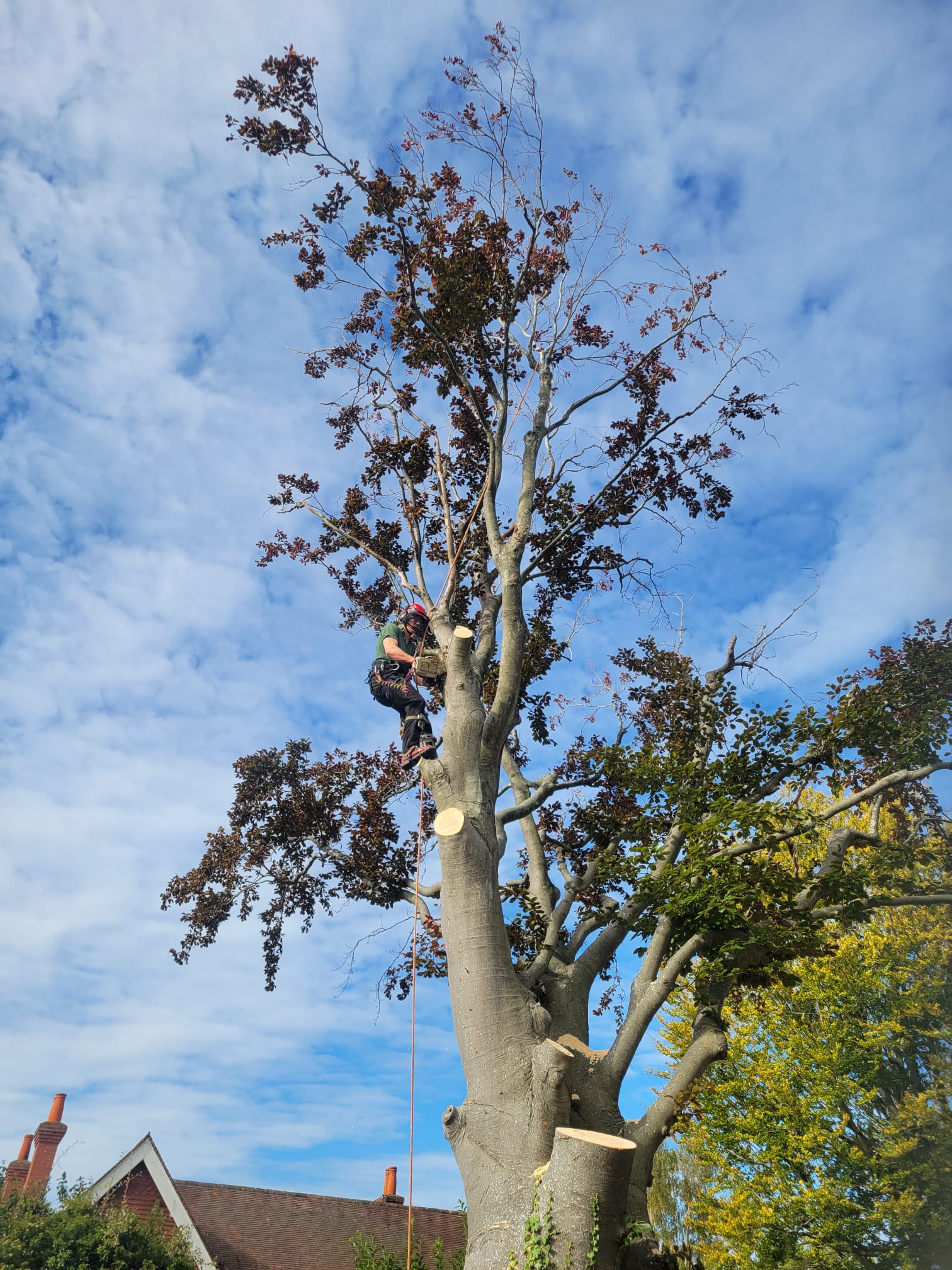 Beech tree in Epsom being section felled