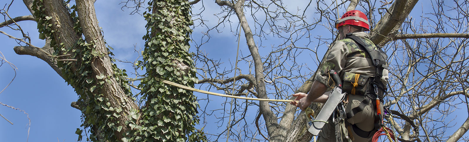 Cobham Tree Surgeon Pruning Tree