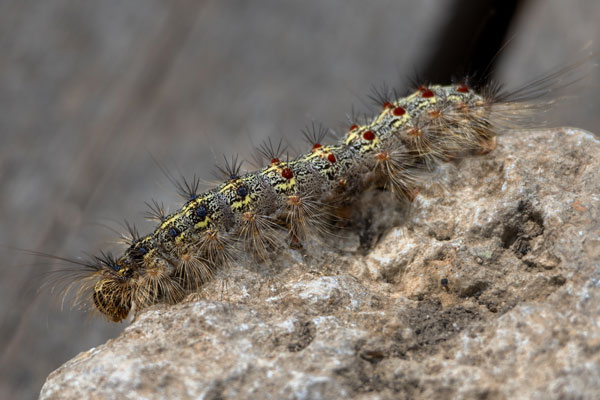 Oak Processionary Moth Control