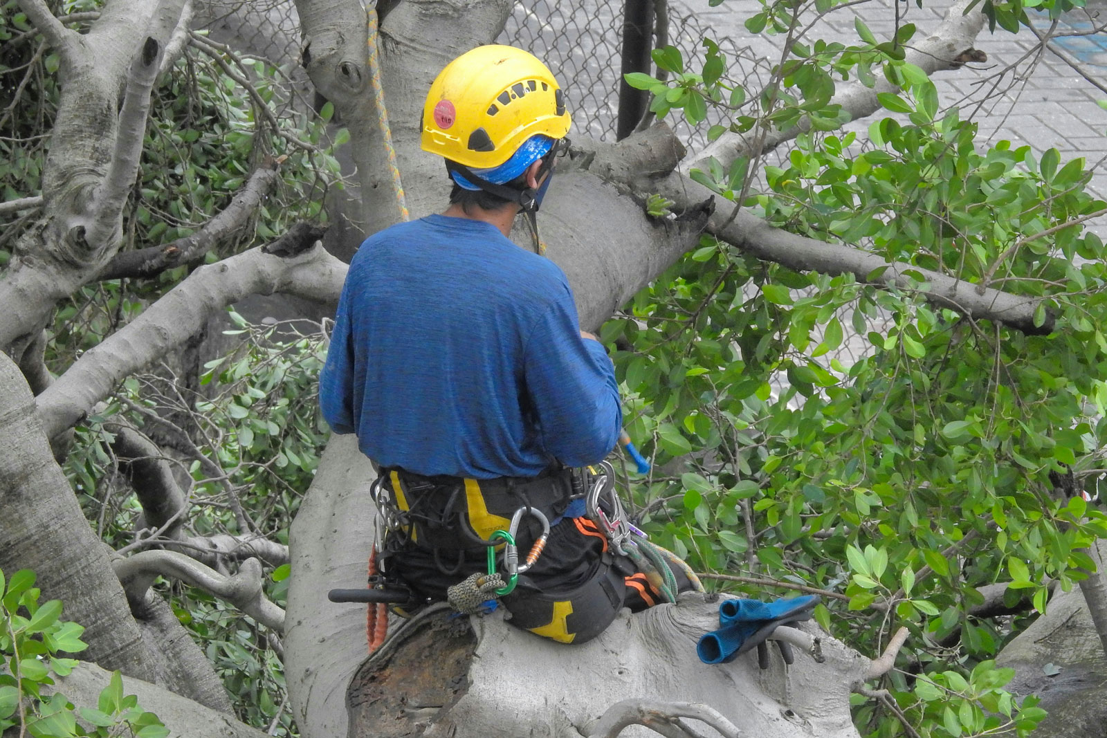 Tree Surgeon in Weybridge cutting large branch