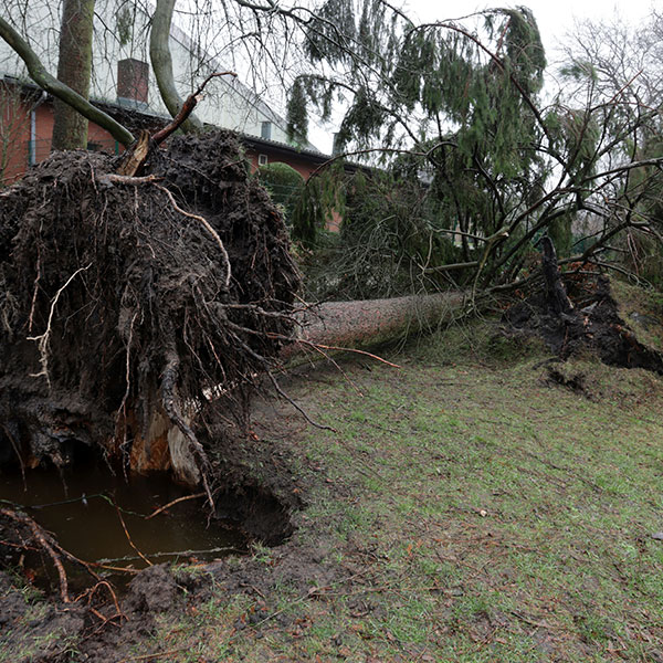 Emergency tree services in Walton on Thames for large Fallen tree