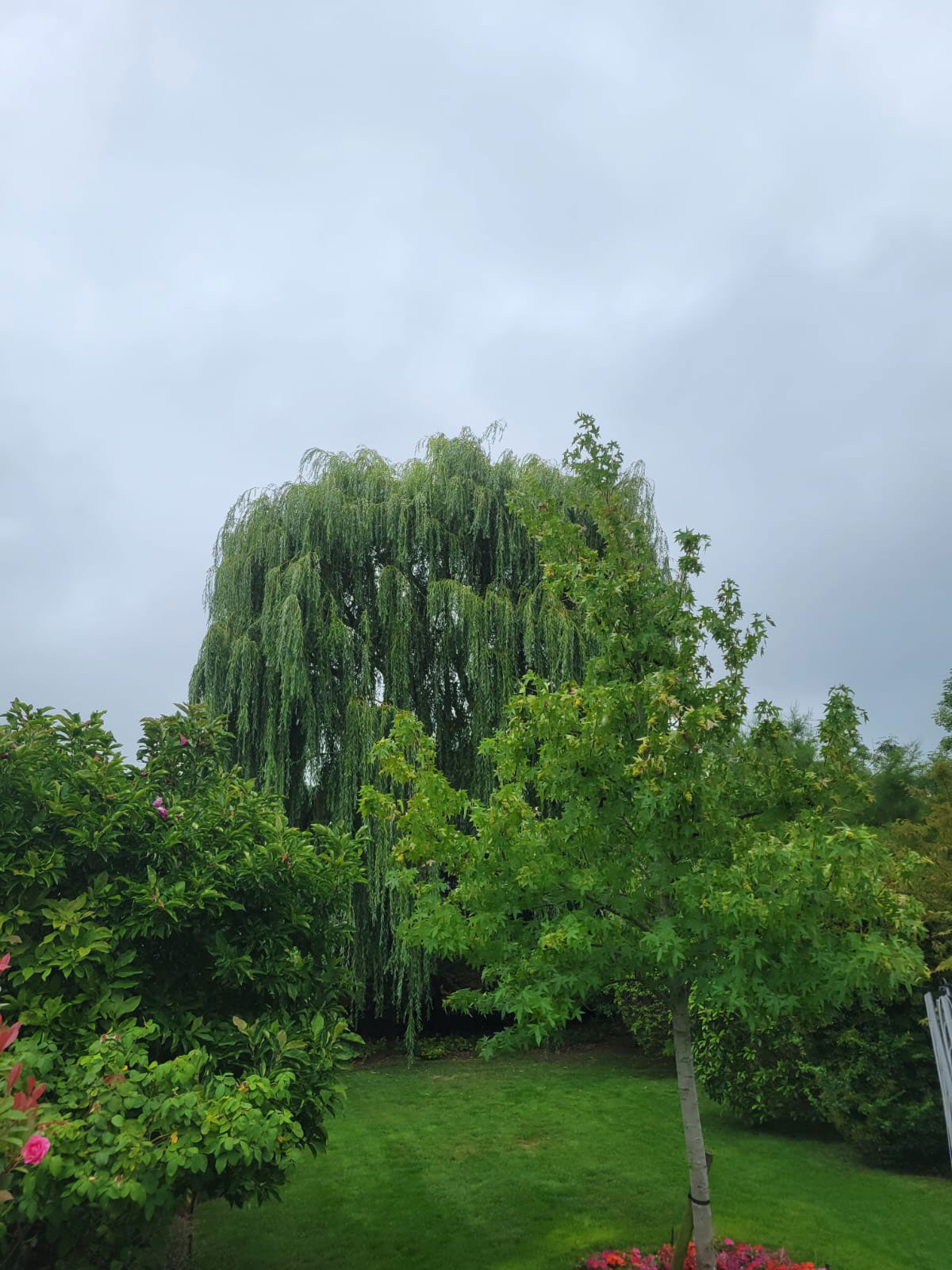 Large willow tree in Epsom garden before pollarding by ArborLife Tree Surgeons