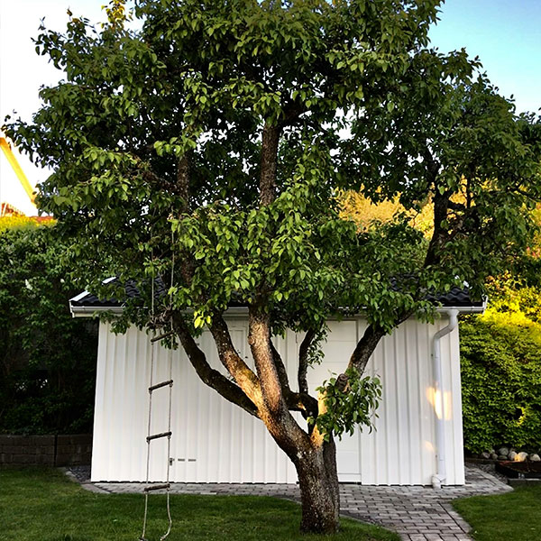 Small tree pruned in Chessington