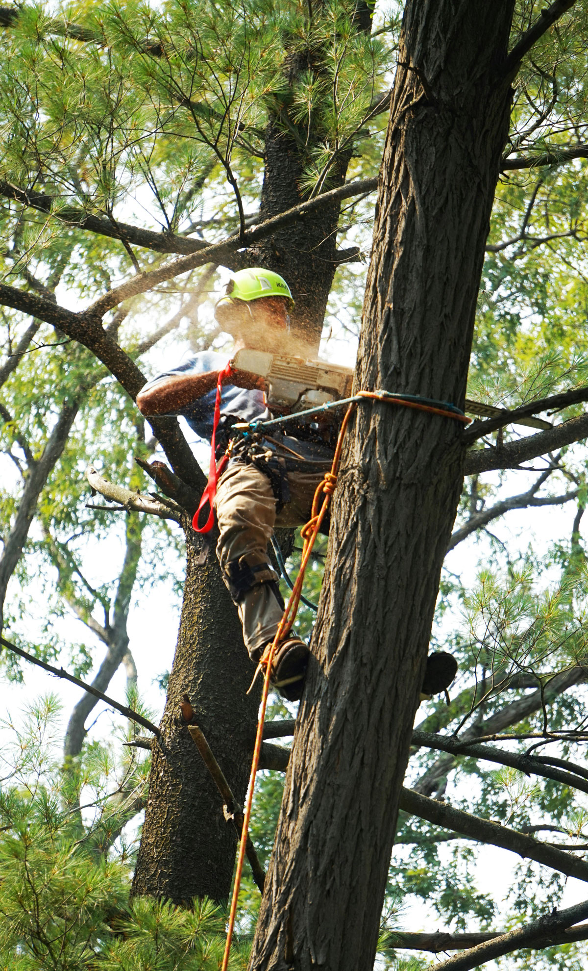 Weybridge tree surgeon with chainsaw in Pine tree