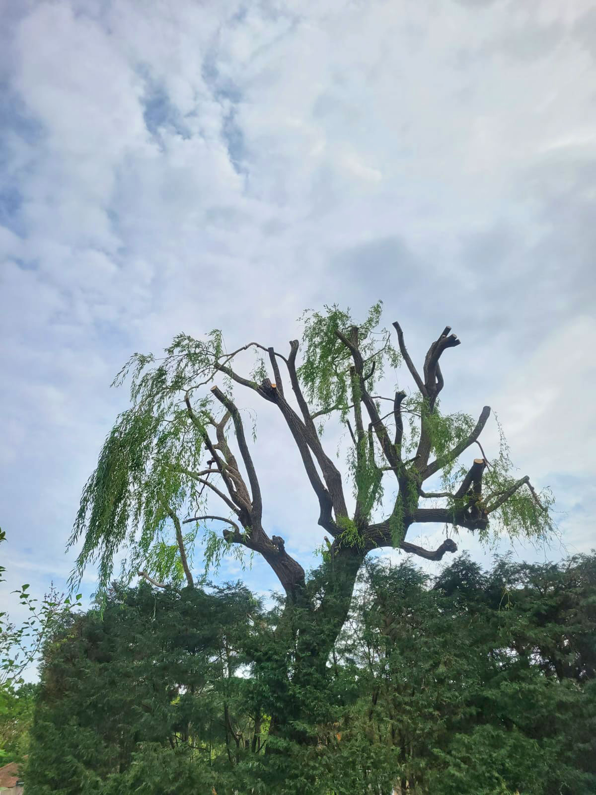 mobile_photo